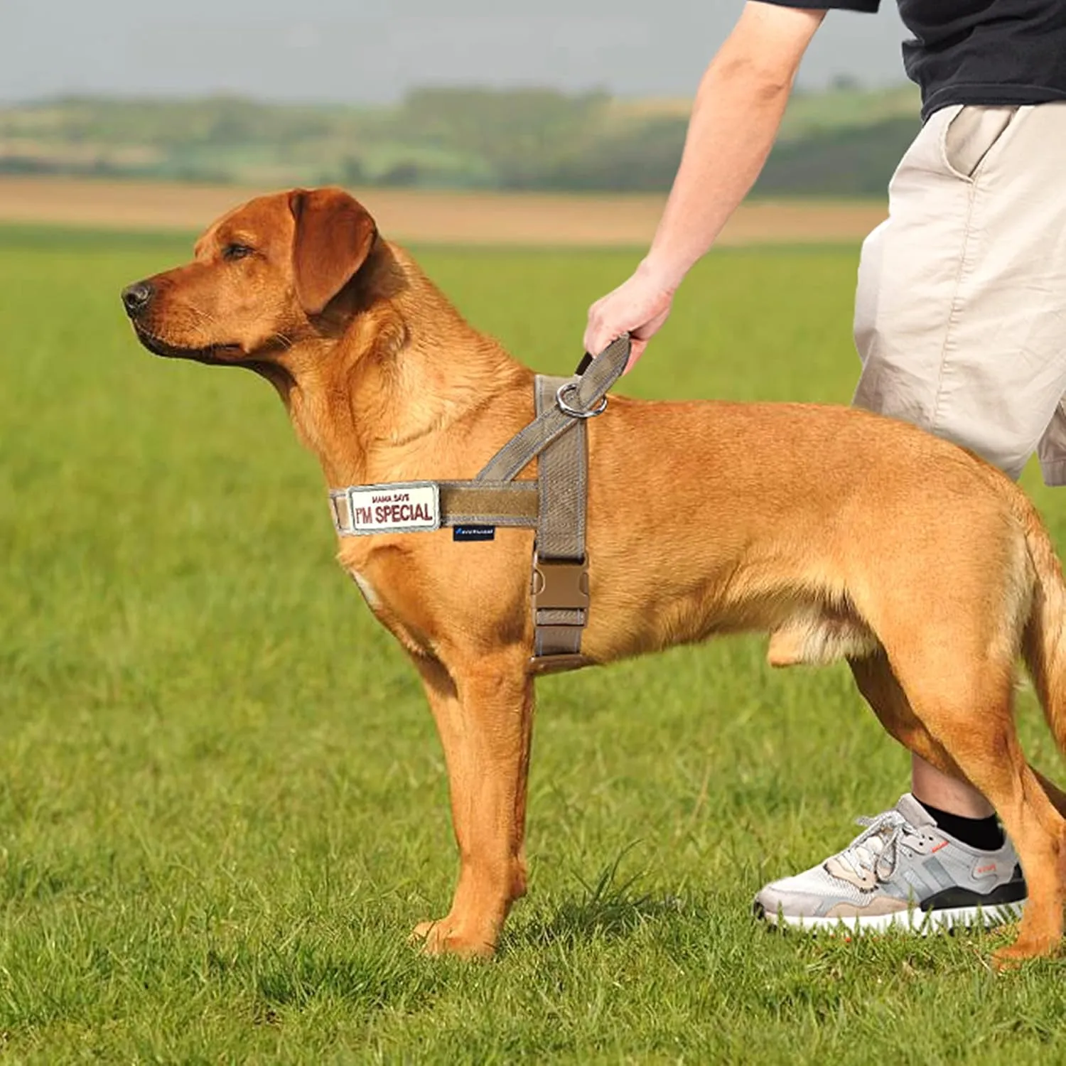 Annchwool No Pull Dog Harness with Padded Handle 5 Ft Leash,Reflective Strip Escape Proof and Quick Fit to Adjust Dog Harness,Easy for Training Walking for Small & Medium and Large Dogs(Brown-Set,M)