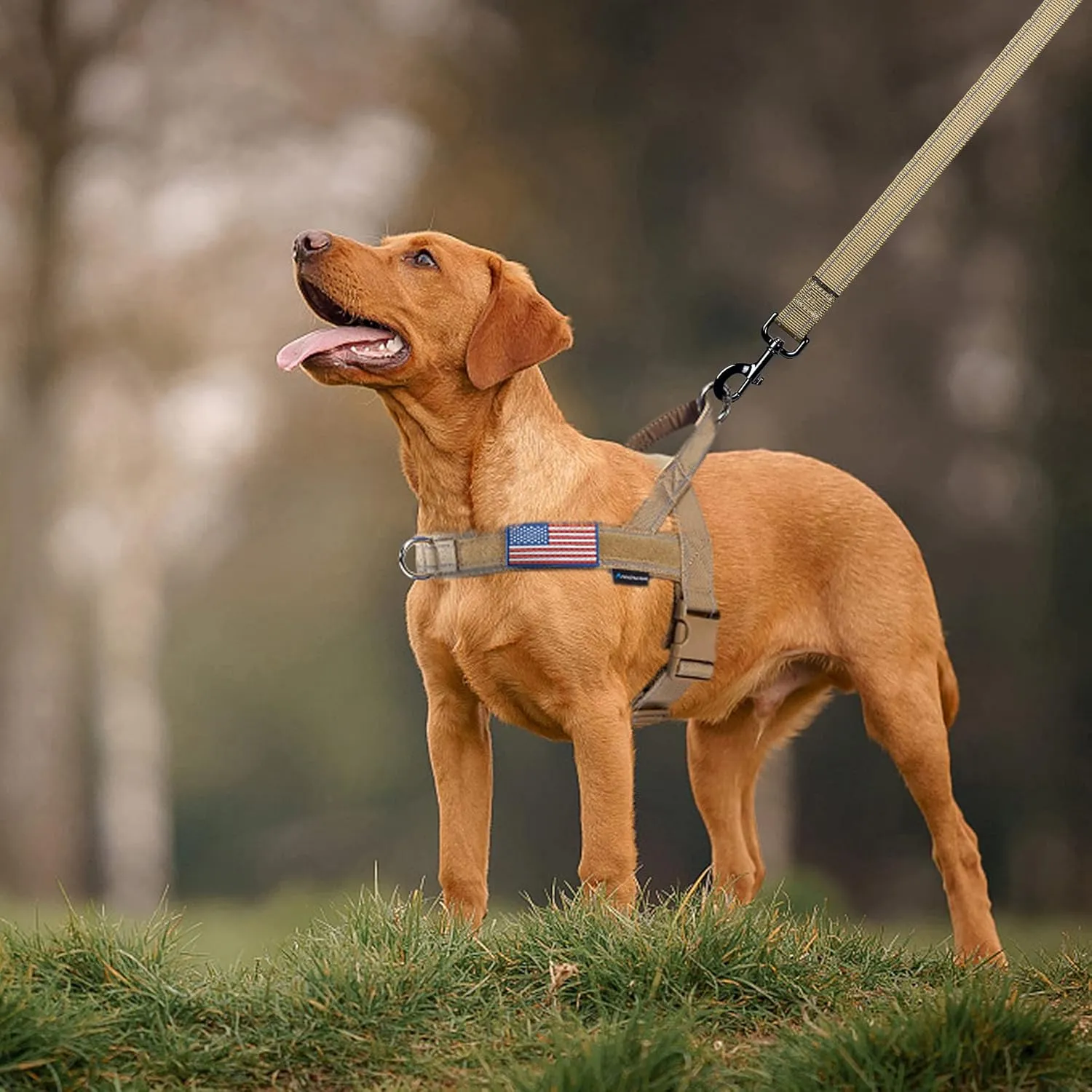 Annchwool No Pull Dog Harness with Padded Handle 5 Ft Leash,Reflective Strip Escape Proof and Quick Fit to Adjust Dog Harness,Easy for Training Walking for Small & Medium and Large Dogs(Brown-Set,M)