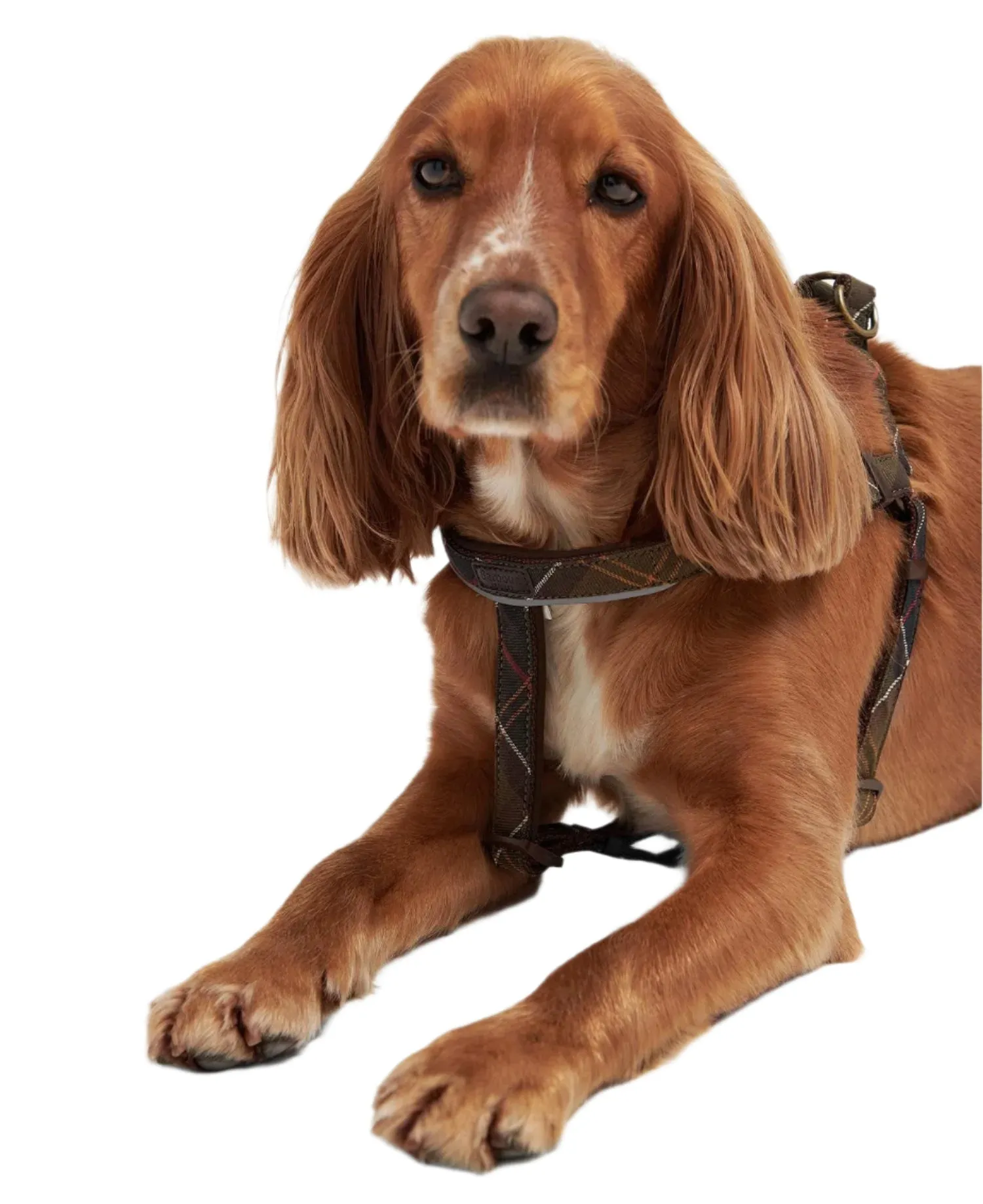 Barbour 5 Way Adjustable Dog Harness