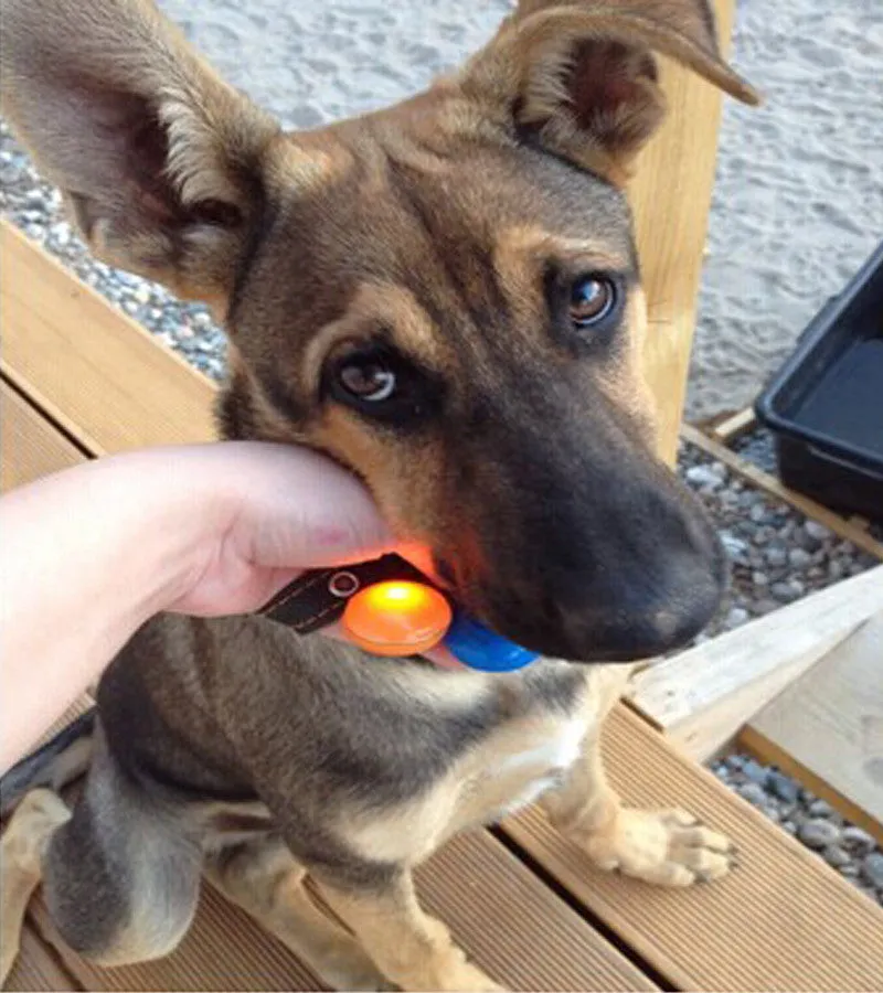 Bright Dog Pet LED Night Safety Flash Light for Collar 2017