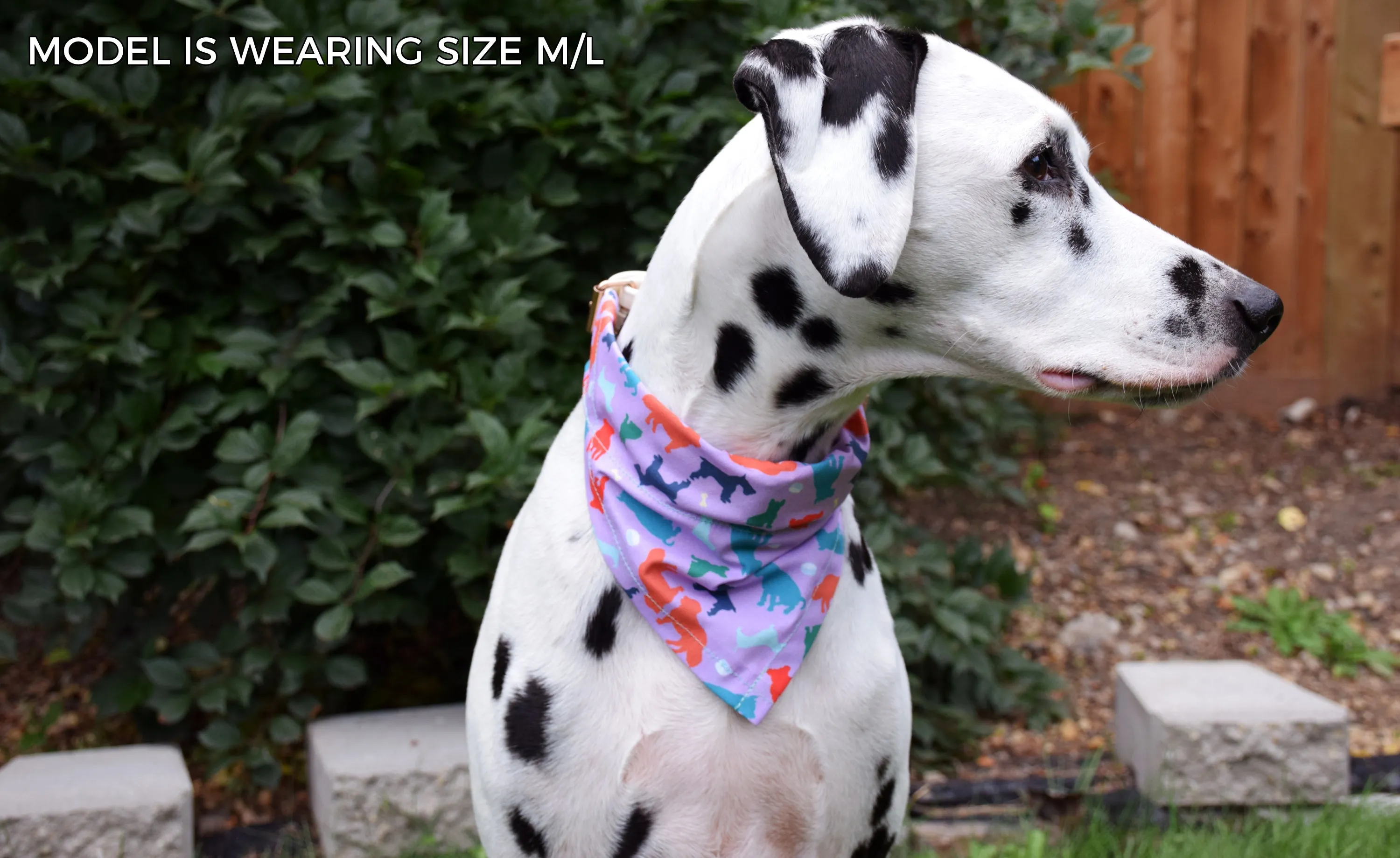 Dog Bandana - Donut Holes Canada Day Cotton Dog Scarf