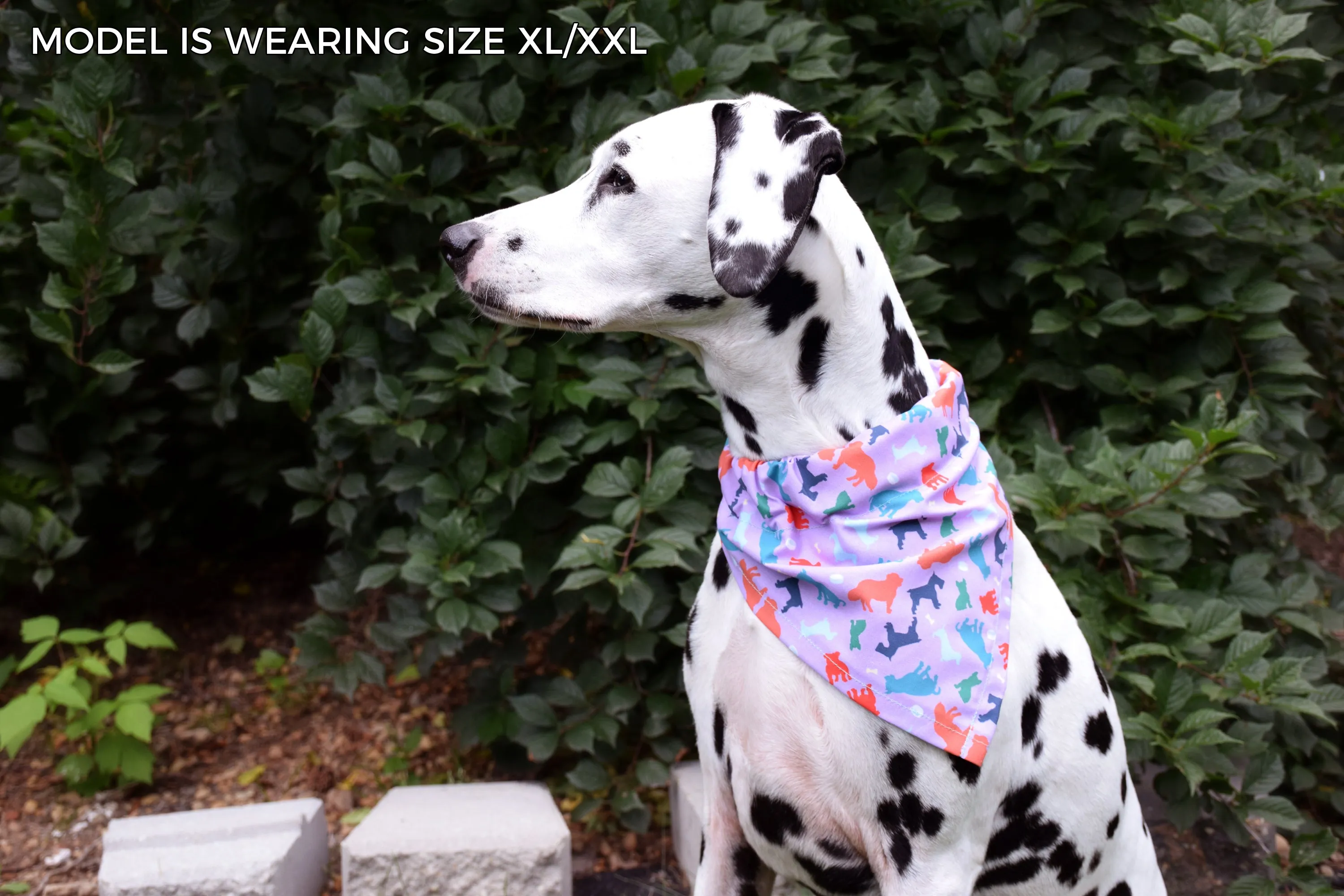 Dog Bandana - Donut Holes Canada Day Cotton Dog Scarf