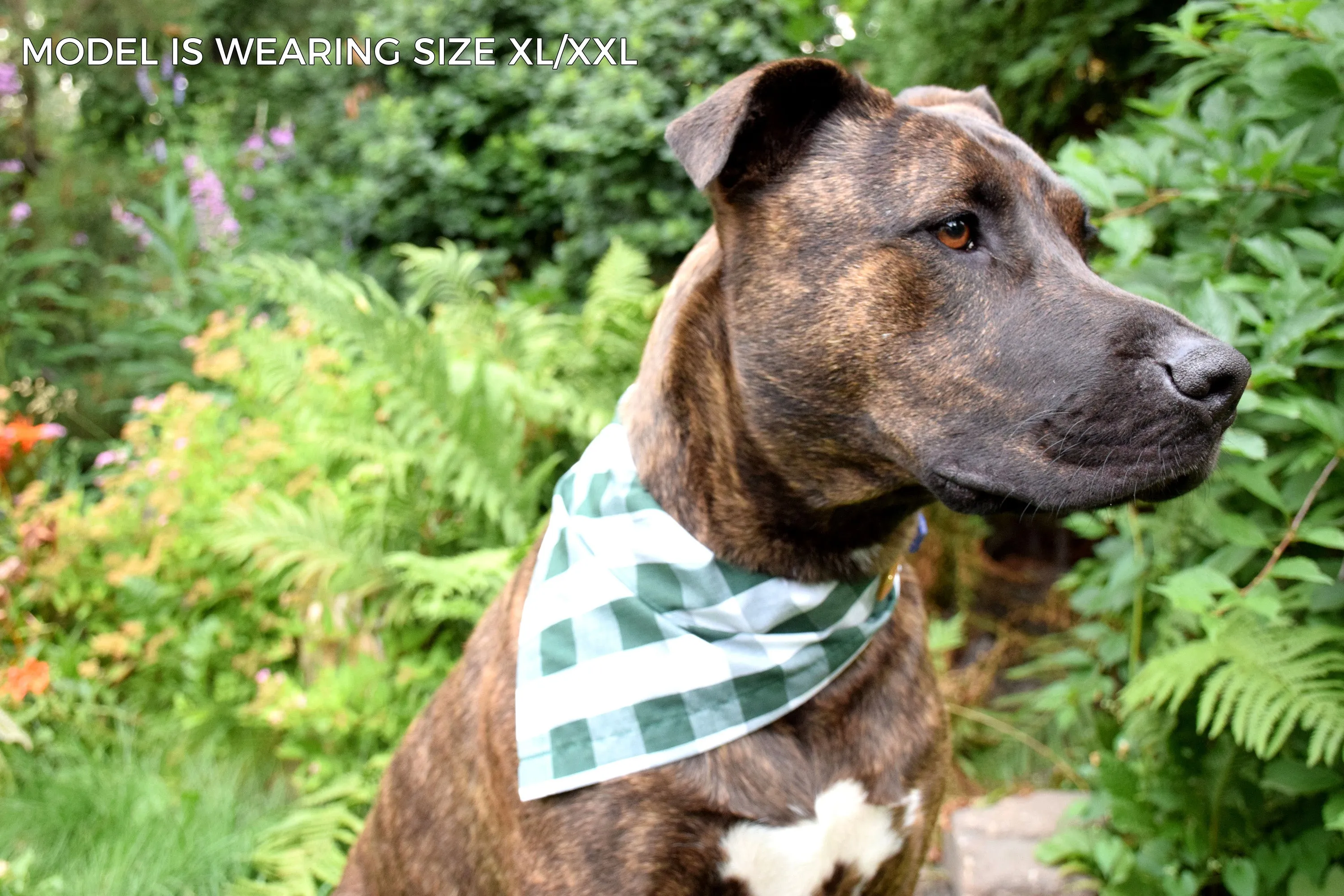 Dog Bandana - Donut Holes Canada Day Cotton Dog Scarf