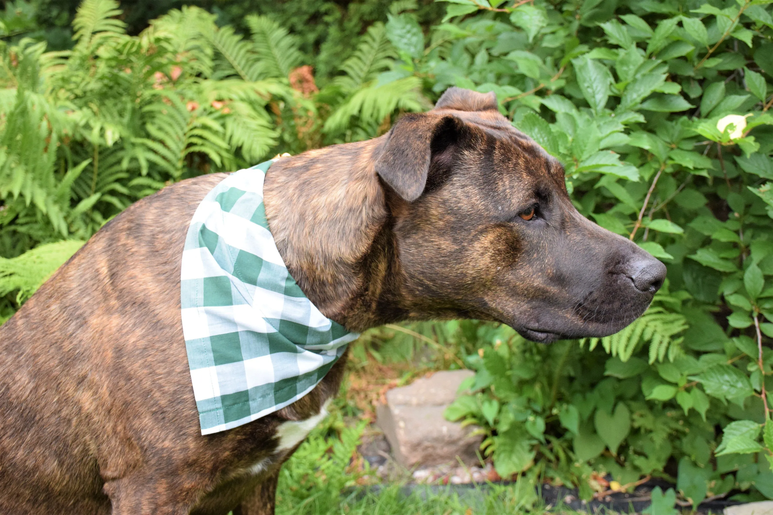 Dog Bandana - Kaleidoscope Cotton Dog Scarf