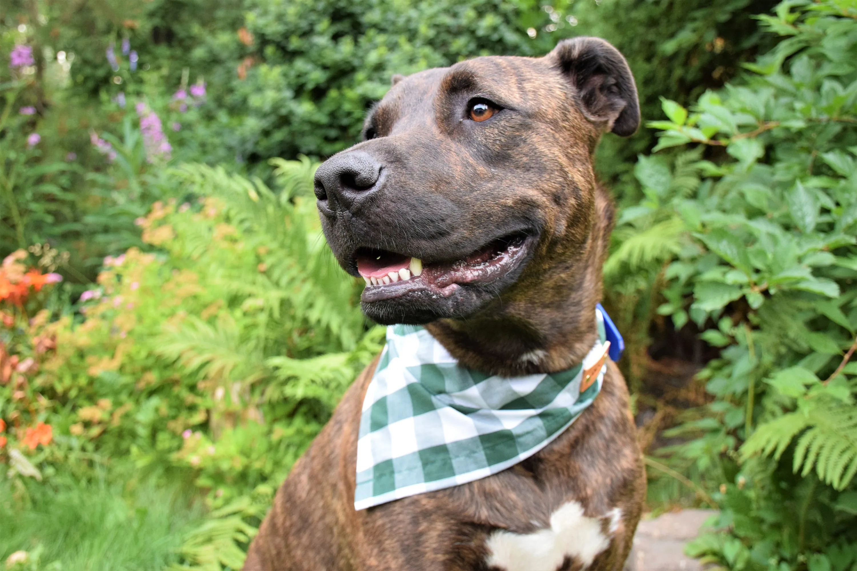 Dog Bandana - Kaleidoscope Cotton Dog Scarf