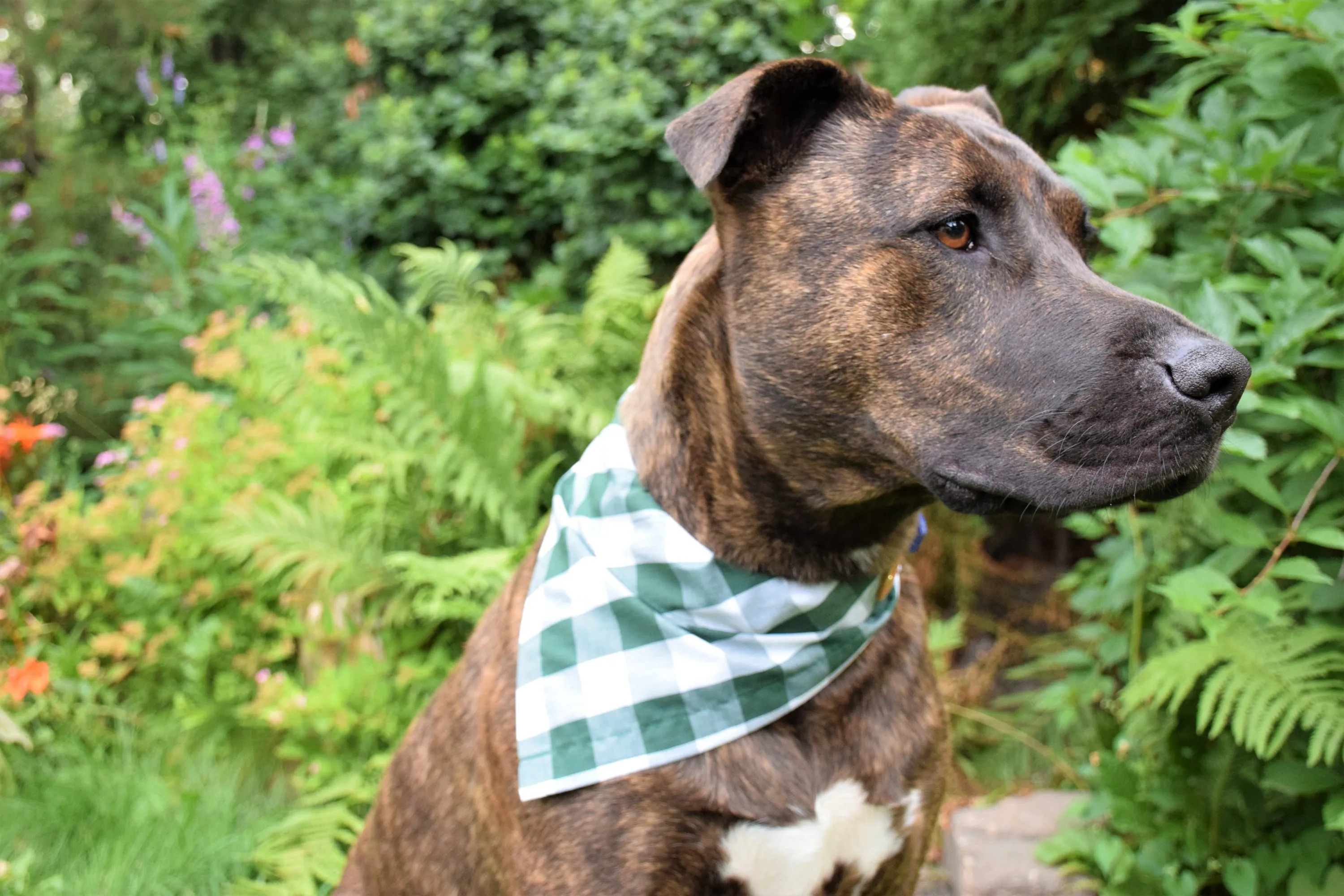 Dog Bandana - Kaleidoscope Cotton Dog Scarf