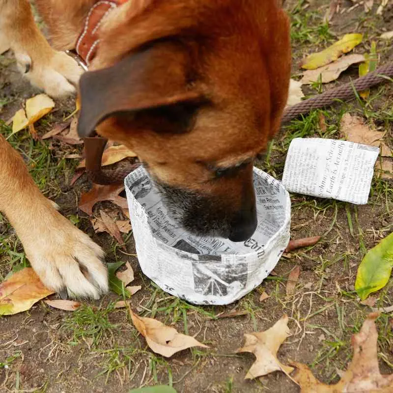 Doggy Fake News Water Bowl
