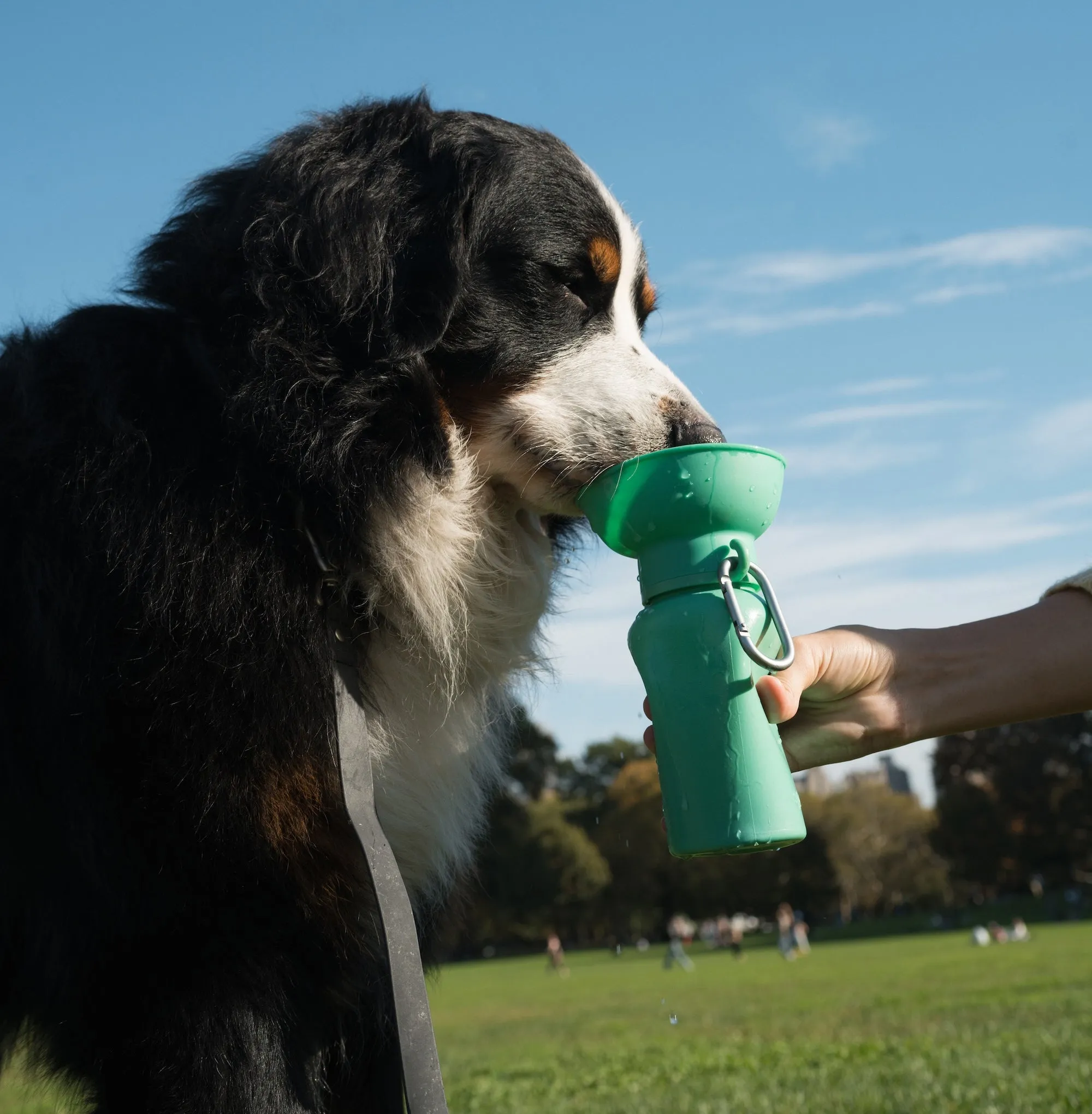 Flip Dog Travel Bottle