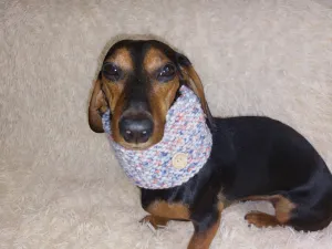 Handmade wool snood hat for a dog