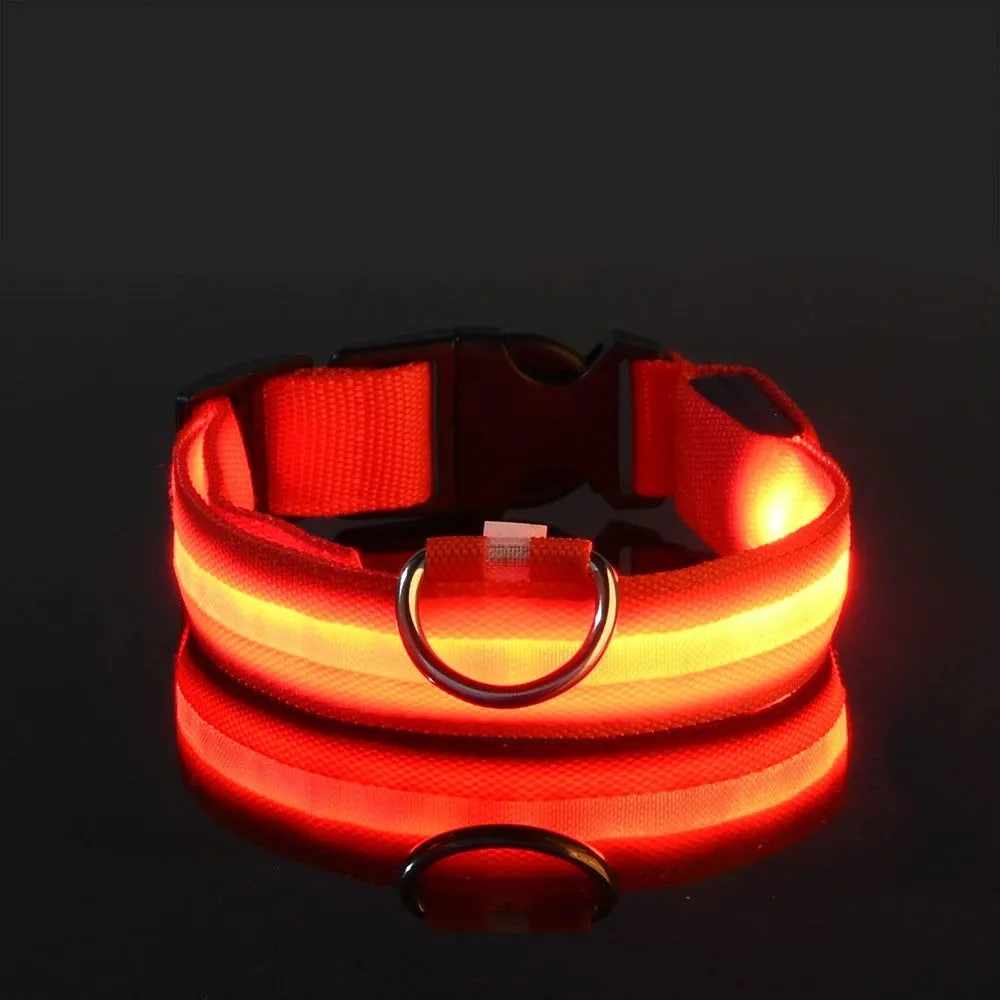 LED Night Collar