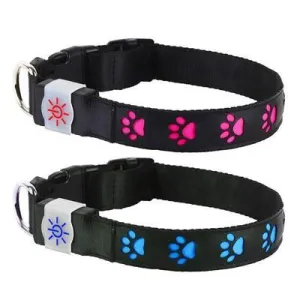 Night Scout Illuminating USB Rechargeable Dog Collar