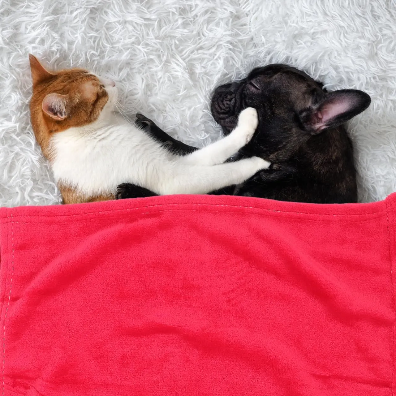 POPETPOP Small Cat and Dog Blanket - Soft Fleece Flannel Pet Blanket, 27.6"x19.7" Cat Blanket for Puppy, Small Dog, Medium Dog, Large Dog