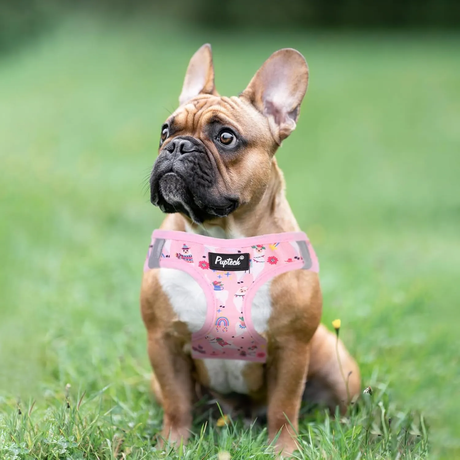 PUPTECK Dog Harness and Leash Set for Small Medium Dogs No Pull Step-in Soft Mesh Puppy Cat Vest Harnesses Reflective at Night, LightPink Print, S
