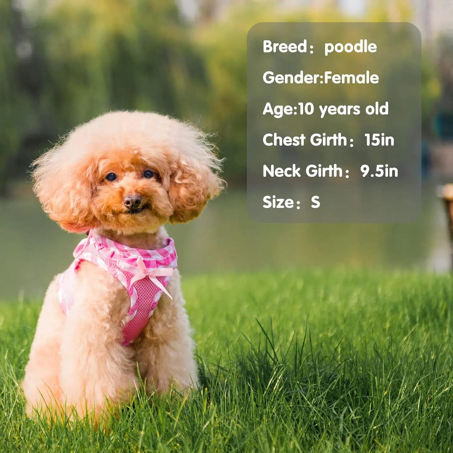 PUPTECK Dog Harness for Puppy and Small Sized Dogs, Step-in No Pull Soft Mesh Vest Harness for Cats Small Pets Walking, Pink, New S