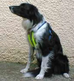 Reflective Dog Car safety Harness