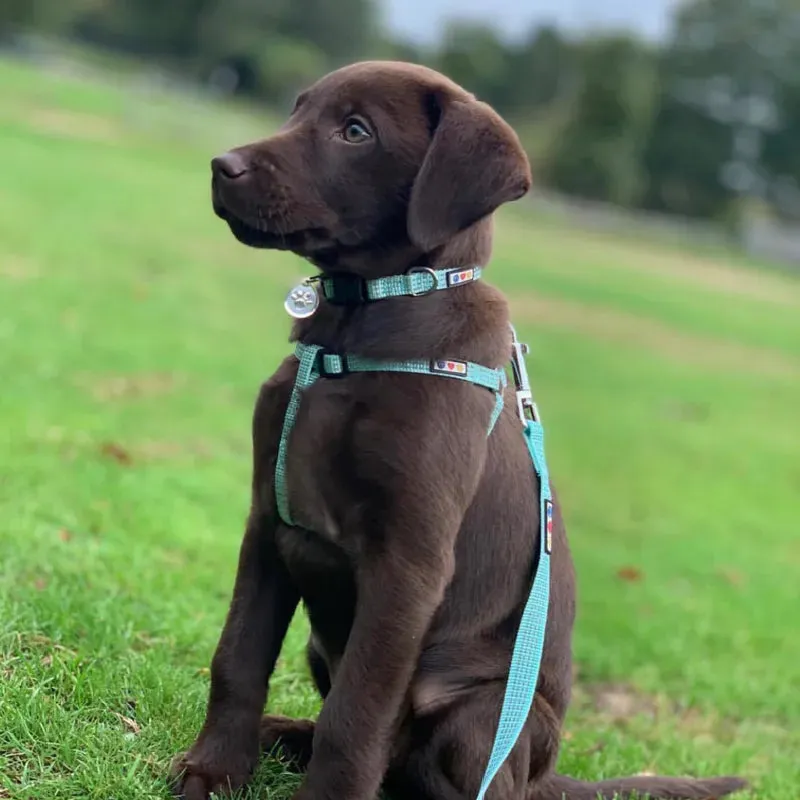 Reflective Step-In Dog Harness