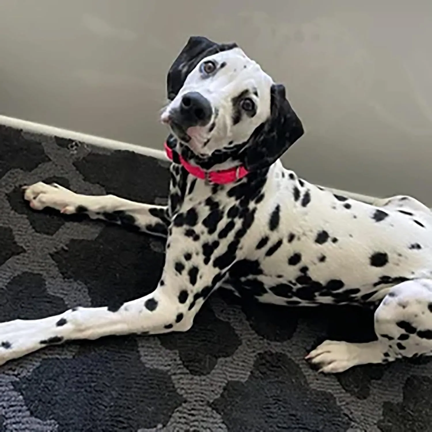 Sparky Pet Co - Apollo EC -  -  Biothane -  -  -  -  - 2.54  x 76.20 ()